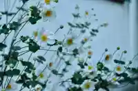 正安寺(神奈川県)