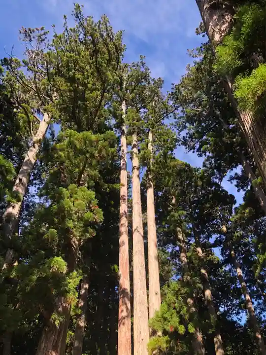 高野山金剛峯寺奥の院(和歌山県)