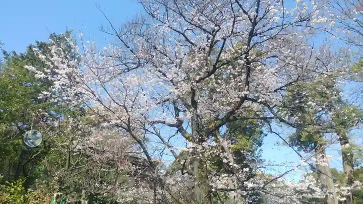 阿佐ヶ谷神明宮の自然