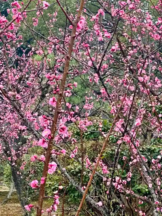 隨心院(随心院)の自然
