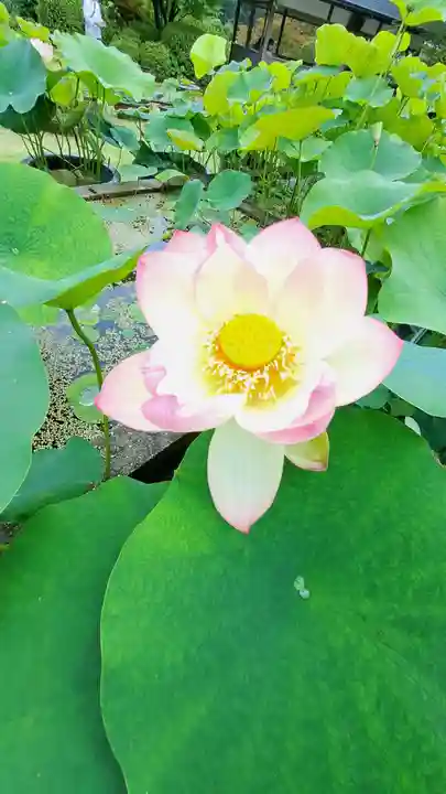 三室戸寺(京都府)