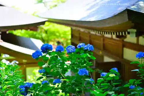 高幡不動尊　金剛寺(東京都)