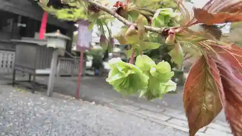 大報恩寺（千本釈迦堂）の自然