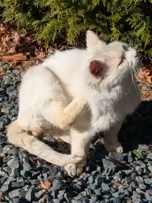 盛岡八幡宮(岩手県)