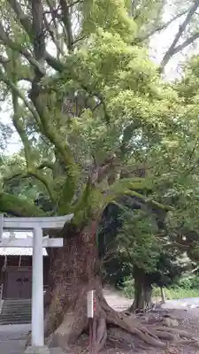 八坂神社(静岡県)
