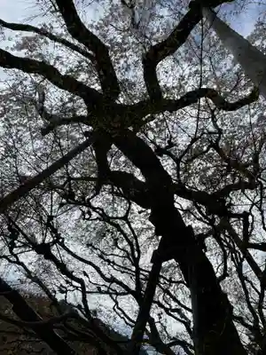 善峯寺(京都府)