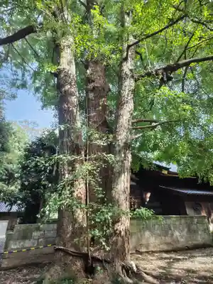 玉敷神社(埼玉県)