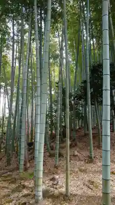 高台寺(高台寿聖禅寺・高臺寺)(京都府)