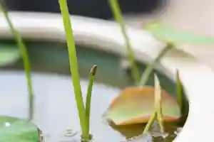 大久寺(神奈川県)(2025年05月09日(金) 15時55分53秒投稿)