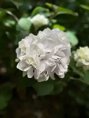 柳谷観音　楊谷寺(京都府)