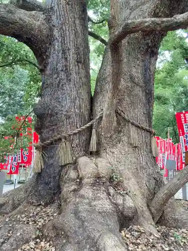 楠珺社（住吉大社末社）の自然