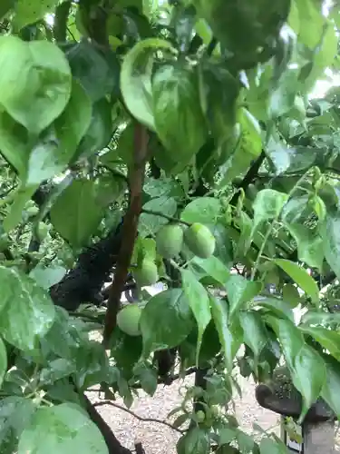 山田天満宮の自然