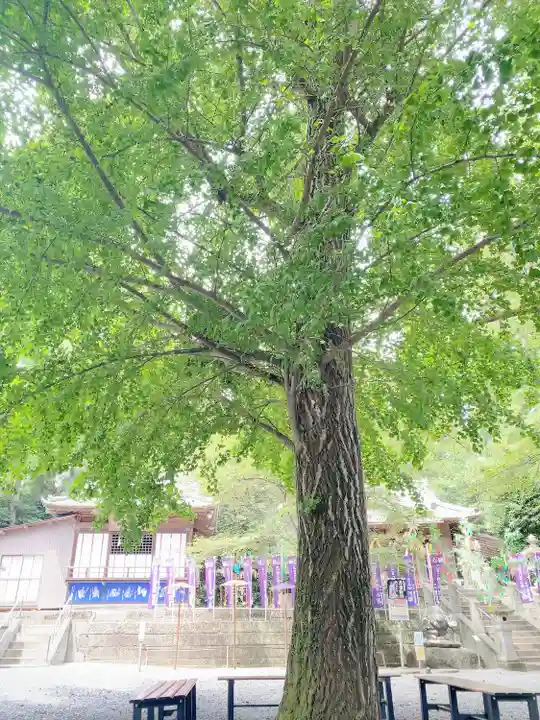 下野 星宮神社の自然