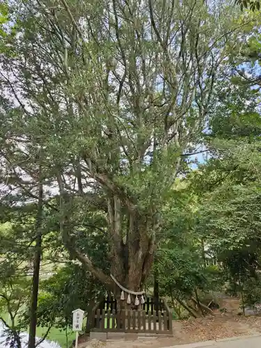 安房神社(千葉県)