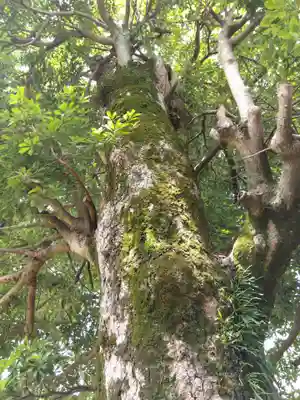 神明神社(福井県)