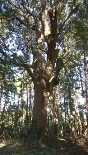 鹿嶋神社の自然