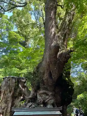 來宮神社(静岡県)