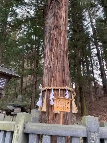 諏訪大社下社春宮の自然