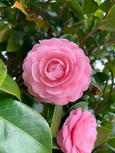 惣社八幡宮の自然