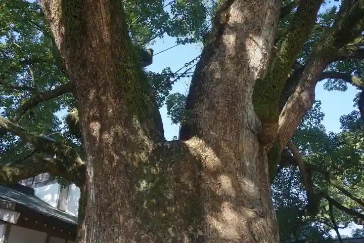 太宰府天満宮の自然