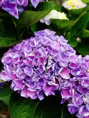 宝祥寺(東京都)