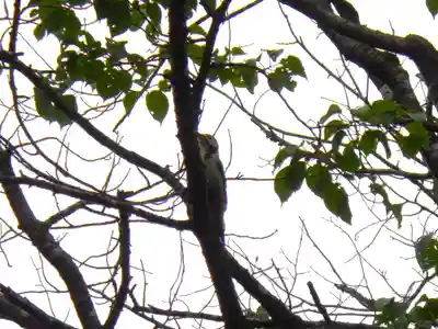 若里神社の動物