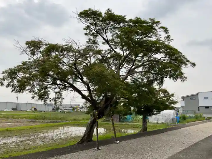 尾張神社(小針)の自然