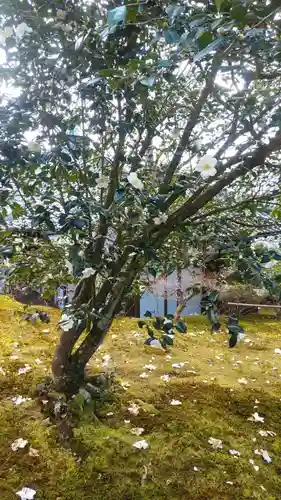 霊鑑寺門跡の自然