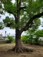 住吉神社の自然