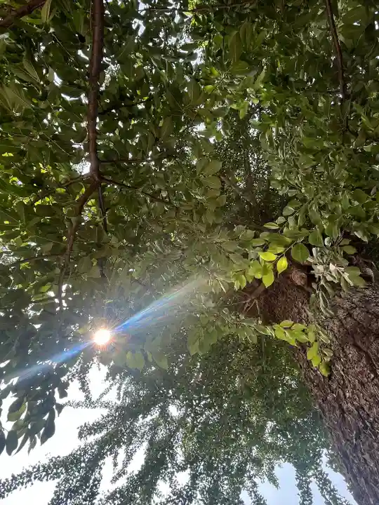 鴻神社(埼玉県)