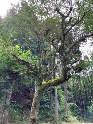 天照神社の自然