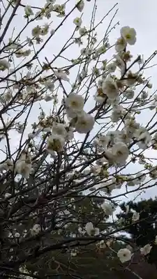 梅宮大社(京都府)