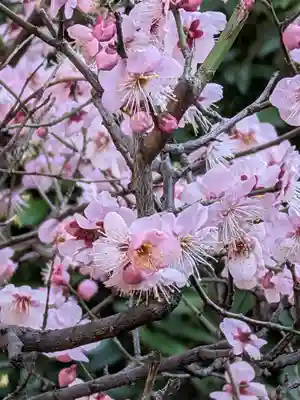 中野沼袋氷川神社(東京都)