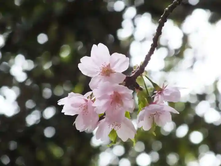 近江神宮の自然