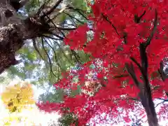 三輪神社の自然