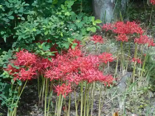 浄光明寺の自然