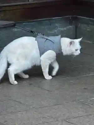 王子神社(徳島県)