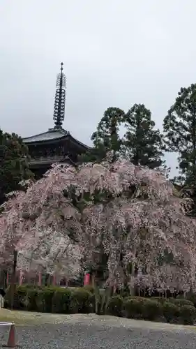 醍醐寺(京都府)