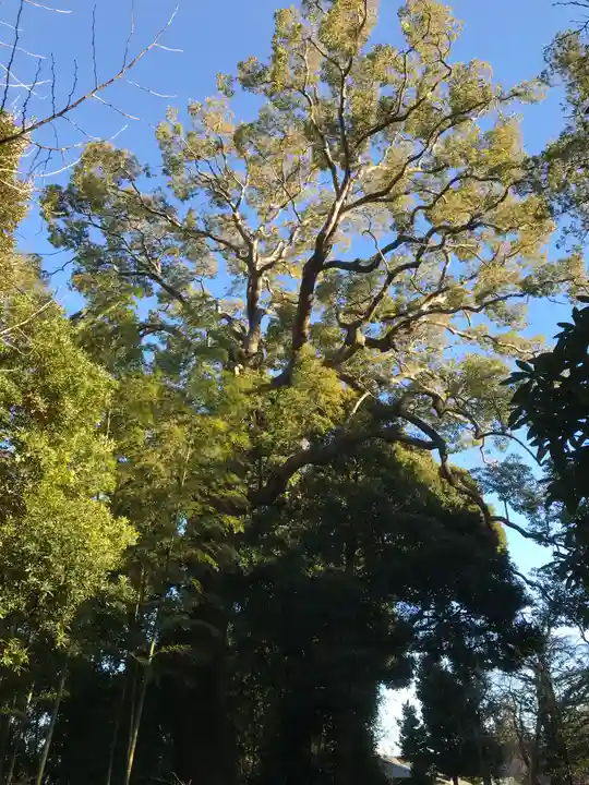 伊豆山神社の自然