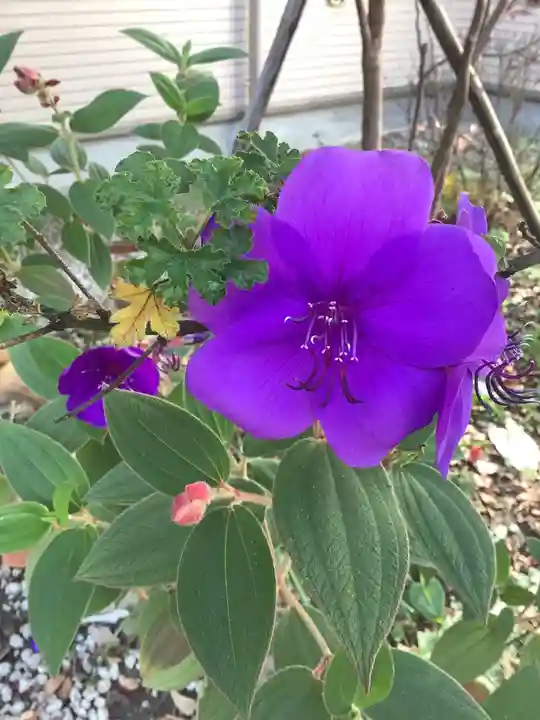 富部神社の自然