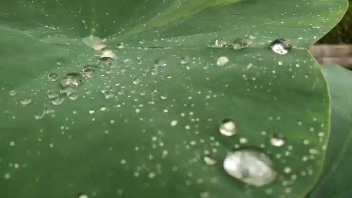 浄土宗 光明山 大蓮寺(照曜会館)の自然