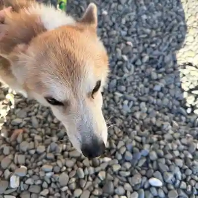 善応寺(栃木県)