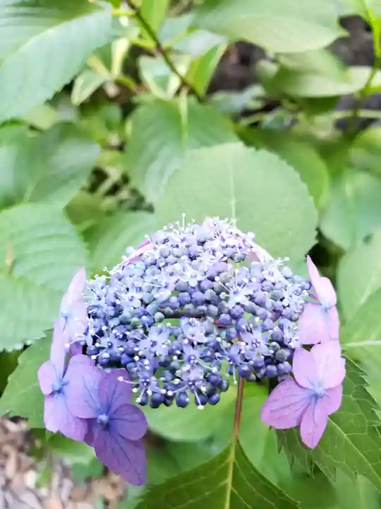 五十稲荷神社(栄寿稲荷神社)の自然