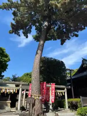 中野沼袋氷川神社の{uncategorized: "未分類", other: "その他", undefined: "問題あり", building: "その他建物", grave: "お墓", sacred_gate: "鳥居", guardian: "狛犬", statue: "像", buddha: "仏像", history: "歴史", nature: "自然", garden: "庭園", animal: "動物", pagoda: "塔", temizu: "手水舎", mountain_gate: "山門・神門", sanctuary: "本殿・本堂", subordinate: "末社・摂社", art: "芸術", scenery: "景色", jizo: "地蔵", ema: "絵馬", goshuin: "御朱印", omikuji: "おみくじ", items: "授与品その他", amulet: "お守り", goshuincho: "御朱印帳", eats: "食事", festival: "お祭り", votive_dance: "神楽", shichigosan: "七五三参", wedding: "結婚式", experience: "体験その他", initially: "初詣", around: "周辺", anti_infection: "感染症対策"}