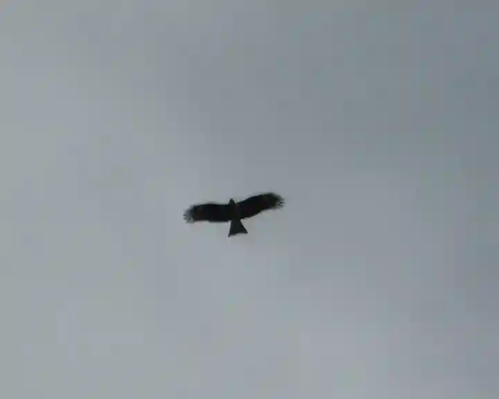 蛟蝄神社奥の宮の{uncategorized: "未分類", other: "その他", undefined: "問題あり", building: "その他建物", grave: "お墓", sacred_gate: "鳥居", guardian: "狛犬", statue: "像", buddha: "仏像", history: "歴史", nature: "自然", garden: "庭園", animal: "動物", pagoda: "塔", temizu: "手水舎", mountain_gate: "山門・神門", sanctuary: "本殿・本堂", subordinate: "末社・摂社", art: "芸術", scenery: "景色", jizo: "地蔵", ema: "絵馬", goshuin: "御朱印", omikuji: "おみくじ", items: "授与品その他", amulet: "お守り", goshuincho: "御朱印帳", eats: "食事", festival: "お祭り", votive_dance: "神楽", shichigosan: "七五三参", wedding: "結婚式", experience: "体験その他", initially: "初詣", around: "周辺", anti_infection: "感染症対策"}