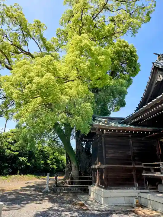 焼津神社の自然