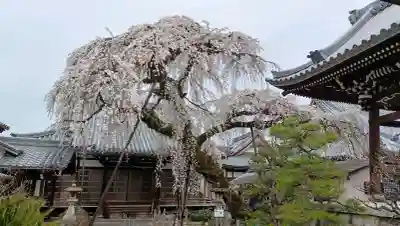 円明寺の{uncategorized: "未分類", other: "その他", undefined: "問題あり", building: "その他建物", grave: "お墓", sacred_gate: "鳥居", guardian: "狛犬", statue: "像", buddha: "仏像", history: "歴史", nature: "自然", garden: "庭園", animal: "動物", pagoda: "塔", temizu: "手水舎", mountain_gate: "山門・神門", sanctuary: "本殿・本堂", subordinate: "末社・摂社", art: "芸術", scenery: "景色", jizo: "地蔵", ema: "絵馬", goshuin: "御朱印", omikuji: "おみくじ", items: "授与品その他", amulet: "お守り", goshuincho: "御朱印帳", eats: "食事", festival: "お祭り", votive_dance: "神楽", shichigosan: "七五三参", wedding: "結婚式", experience: "体験その他", initially: "初詣", around: "周辺", anti_infection: "感染症対策"}