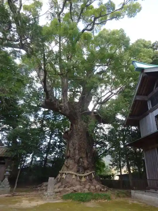 川津来宮神社の自然