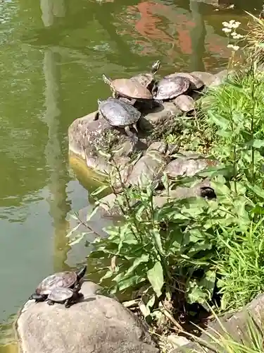 亀戸天神社の動物