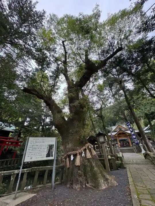 住吉神社の{uncategorized: "未分類", other: "その他", undefined: "問題あり", building: "その他建物", grave: "お墓", sacred_gate: "鳥居", guardian: "狛犬", statue: "像", buddha: "仏像", history: "歴史", nature: "自然", garden: "庭園", animal: "動物", pagoda: "塔", temizu: "手水舎", mountain_gate: "山門・神門", sanctuary: "本殿・本堂", subordinate: "末社・摂社", art: "芸術", scenery: "景色", jizo: "地蔵", ema: "絵馬", goshuin: "御朱印", omikuji: "おみくじ", items: "授与品その他", amulet: "お守り", goshuincho: "御朱印帳", eats: "食事", festival: "お祭り", votive_dance: "神楽", shichigosan: "七五三参", wedding: "結婚式", experience: "体験その他", initially: "初詣", around: "周辺", anti_infection: "感染症対策"}
